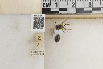 Media type: image;   Entomology 772901 Aspect: Labels